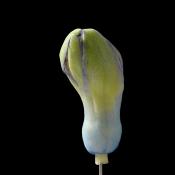 hyacinthknop (hyacinthus orientalis) 3-2013 4280